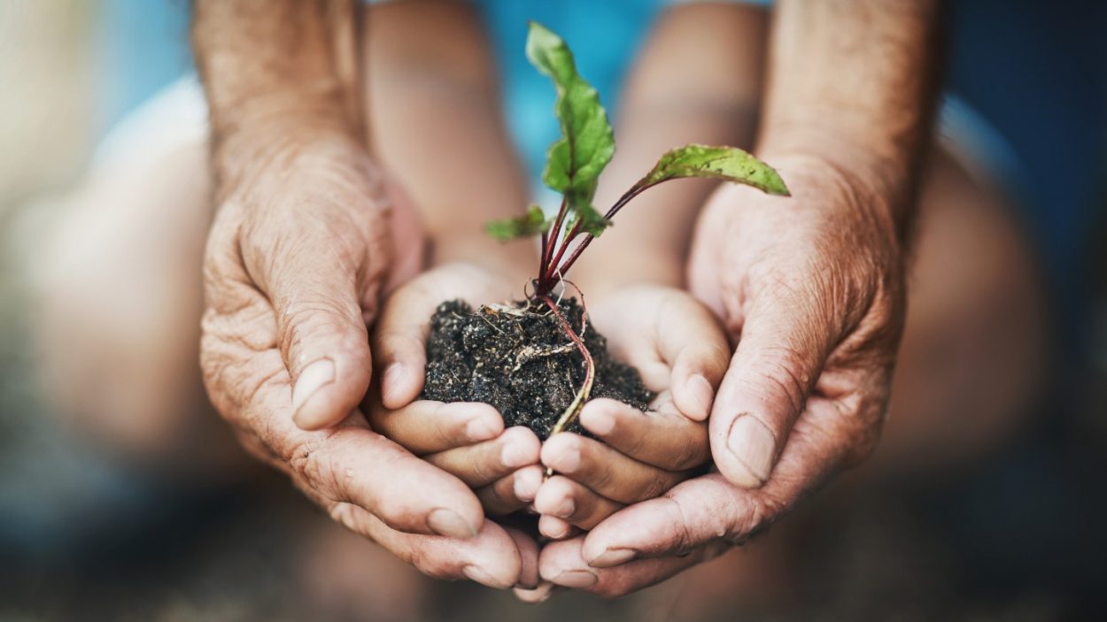 En voksen og et barn som holder en plante sammen