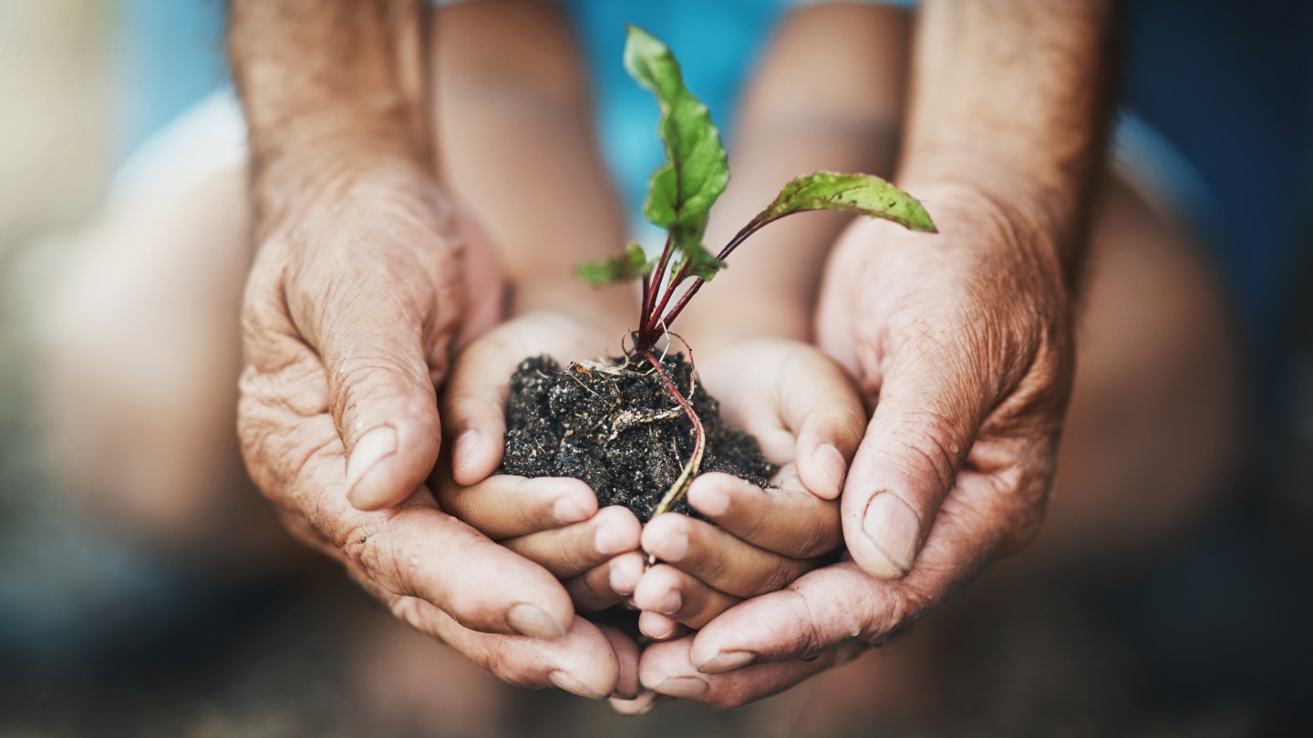 En voksen og et barn som holder en plante sammen